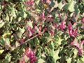 First Frost Sweet Potato Vine / Ipomoea batatas 